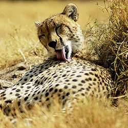 Leopard