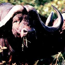 Pilanesberg Nationalpark